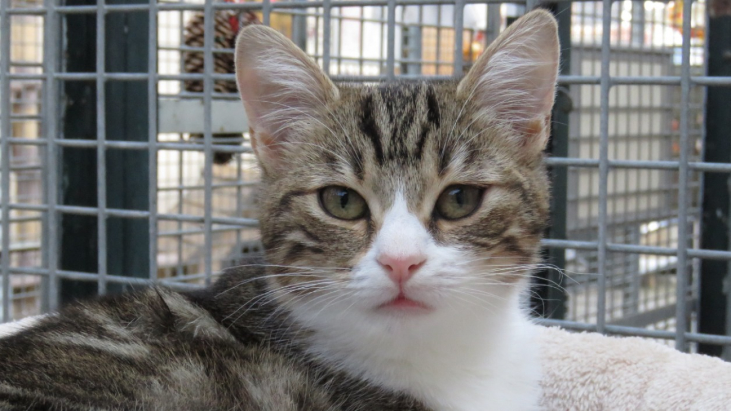 Photo #1 de Charlotte