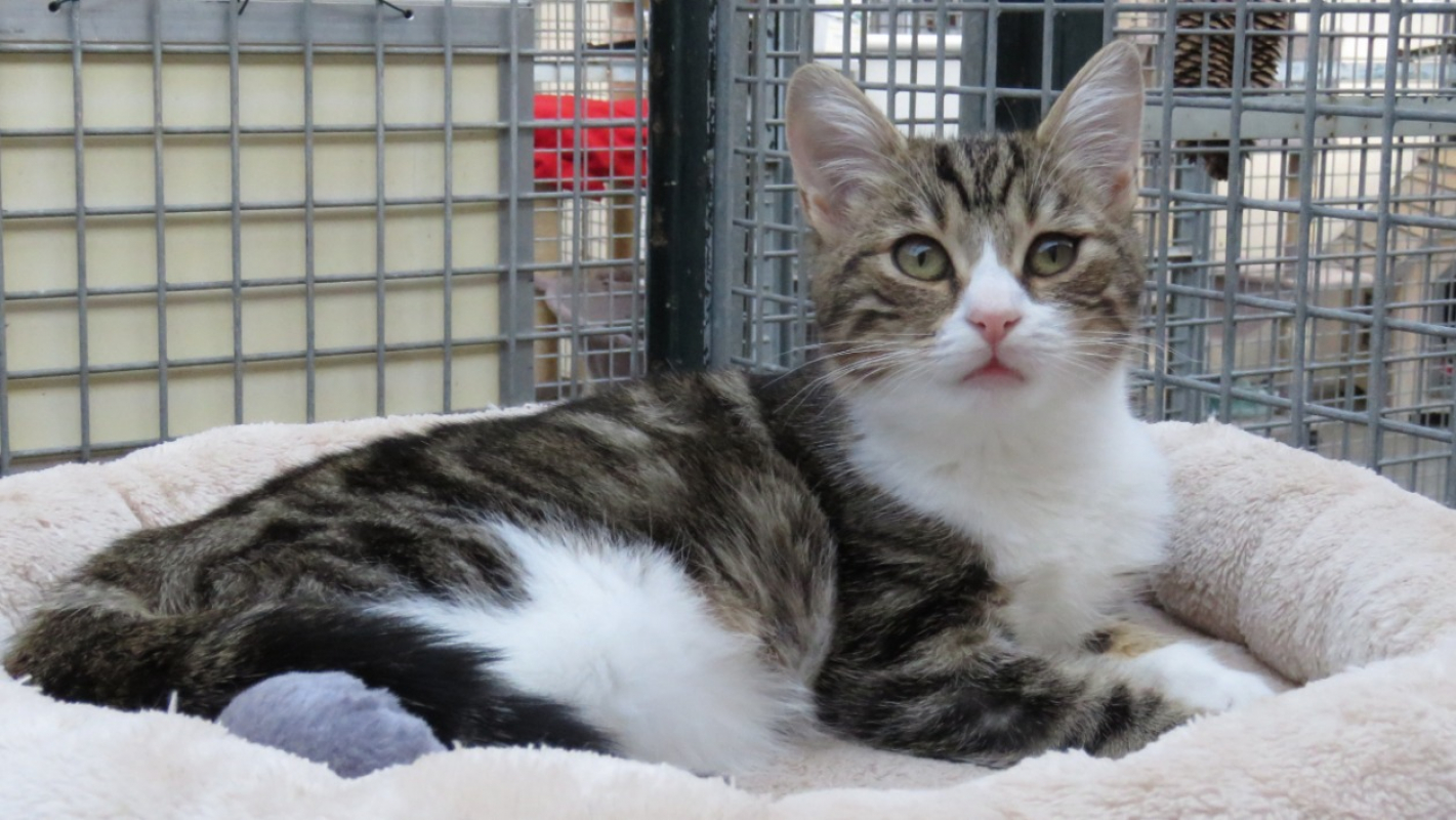 Photo #2 de Charlotte