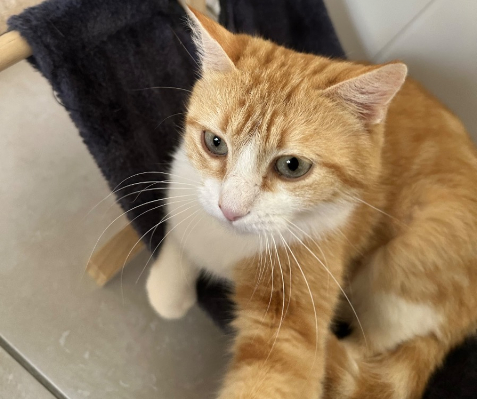 Photo #1 de Roussette