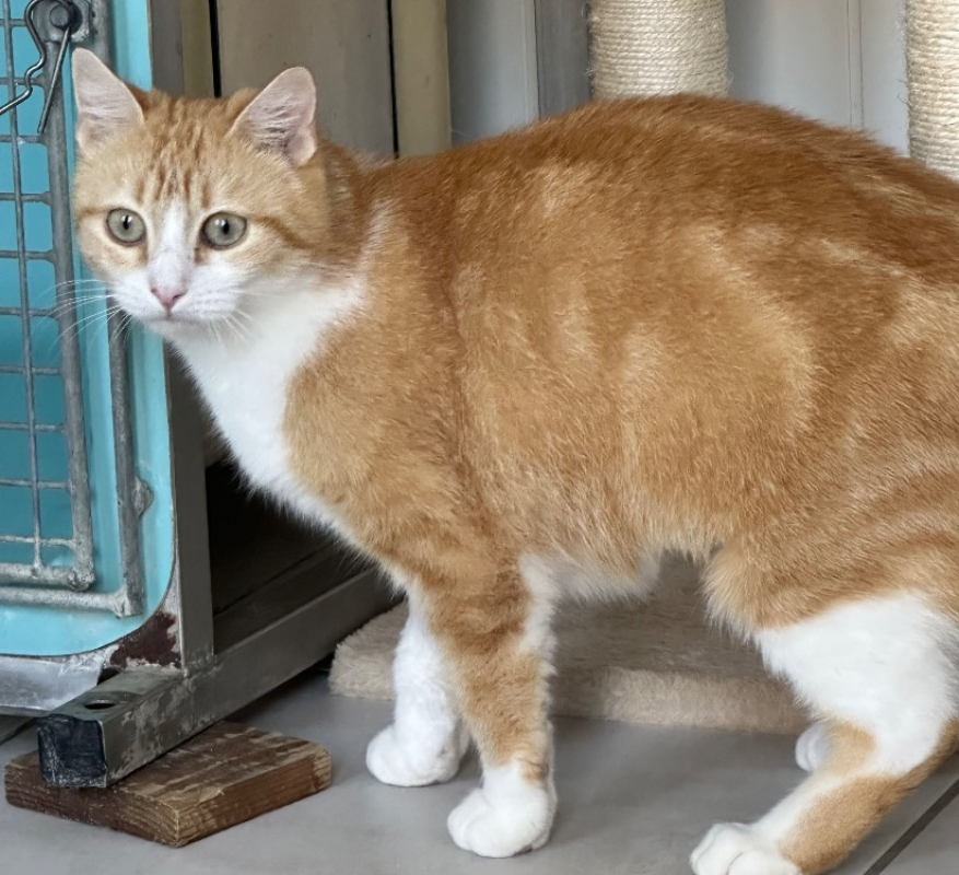 Photo #2 de Roussette