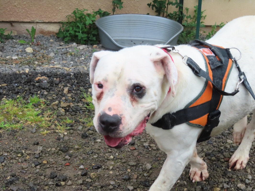 Photo #7 de Goliath
