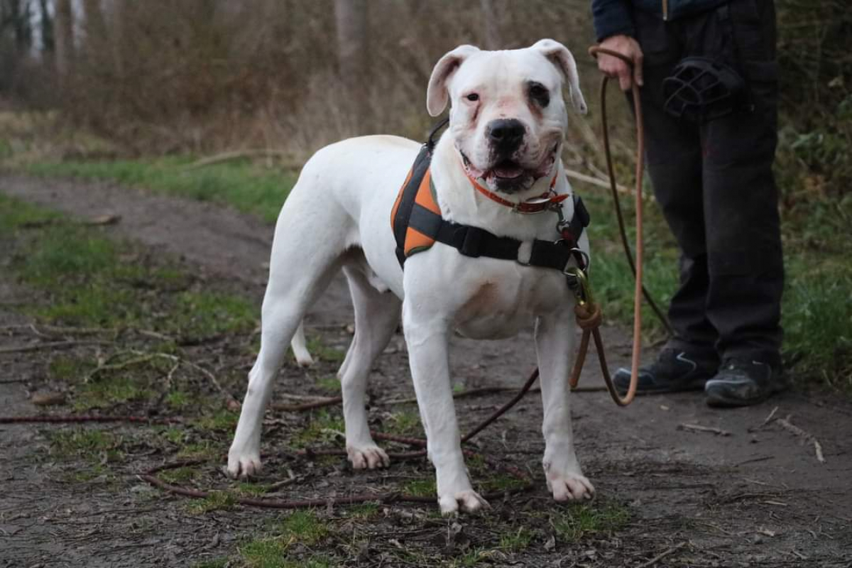 Photo #1 de Goliath