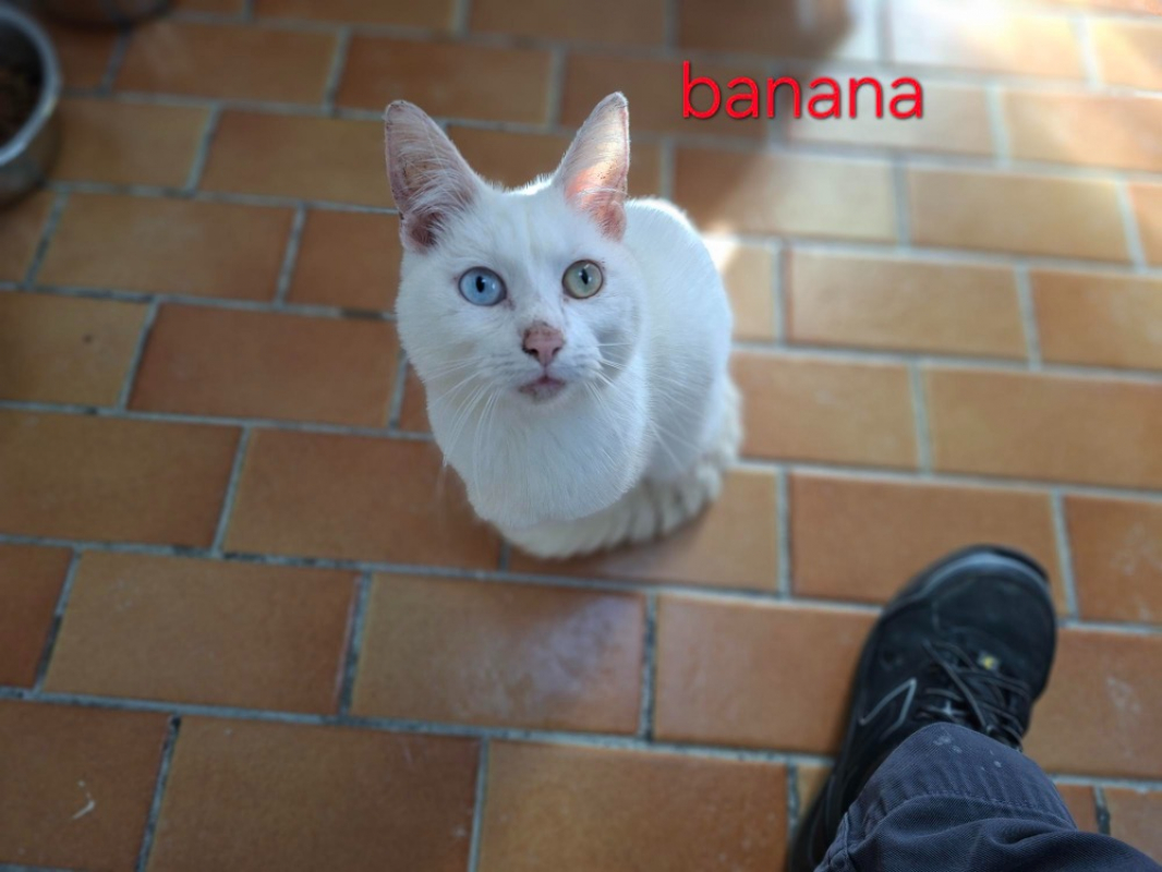 Photo de Banana