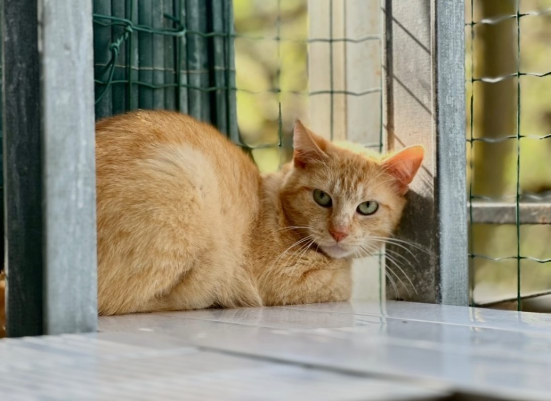 Palou - Chat Européen à adopter