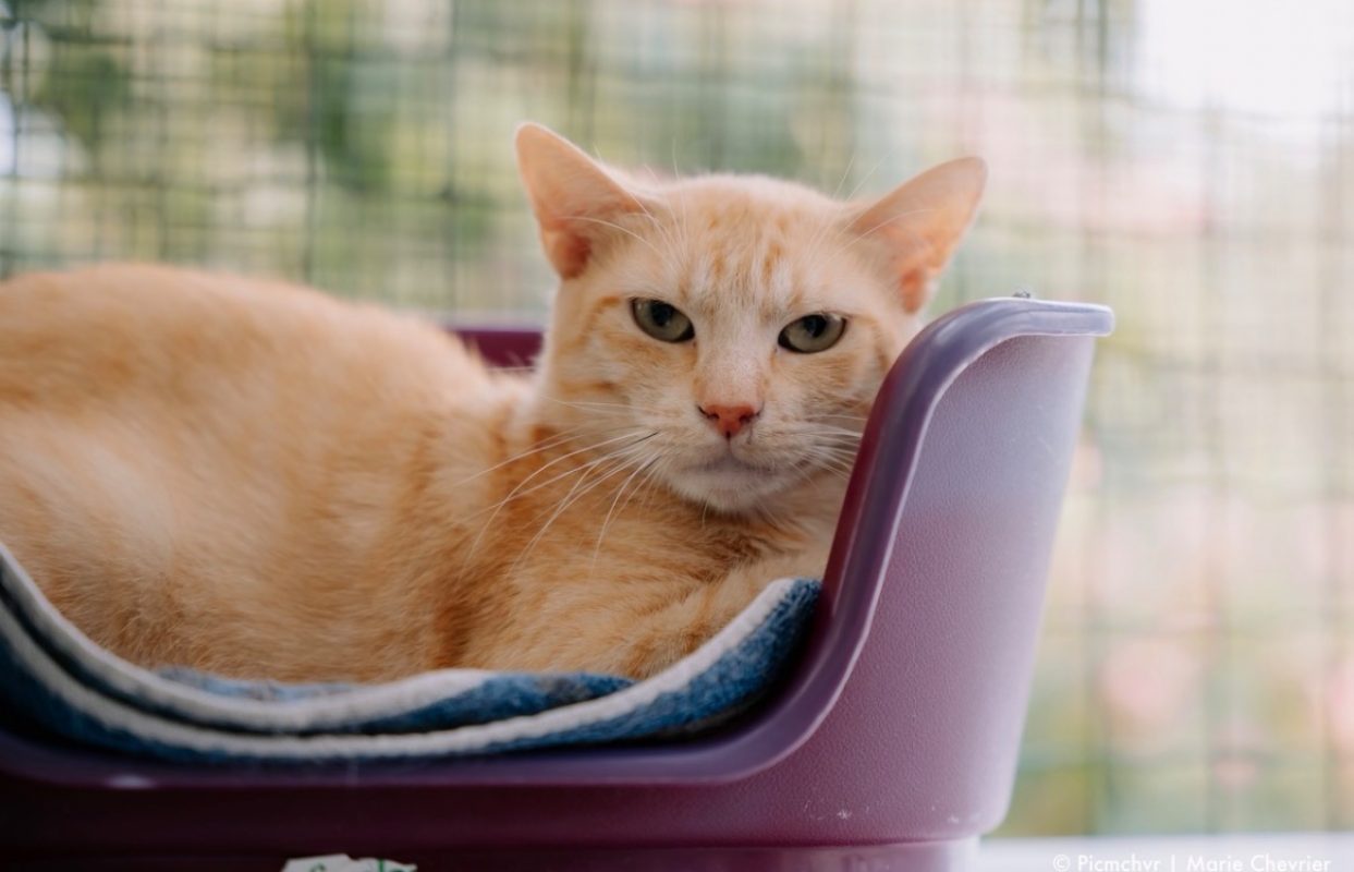 Palou - Chat Européen à adopter - photo 2