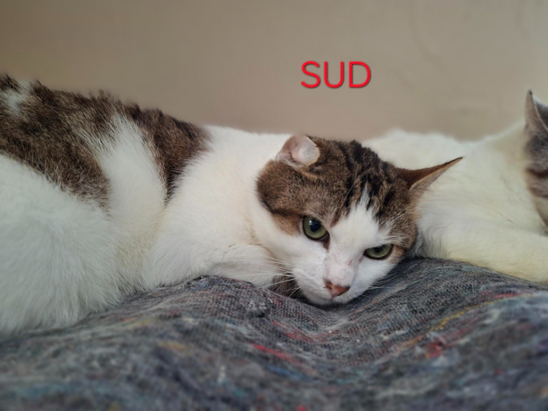 Photo #2 de Sud