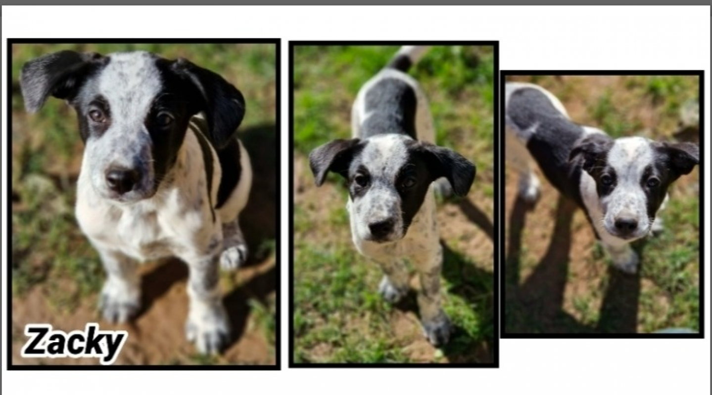 Photo de Zacky réservé