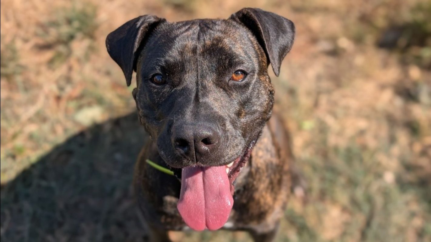 Tina - Chien Bouledogue Américain à adopter