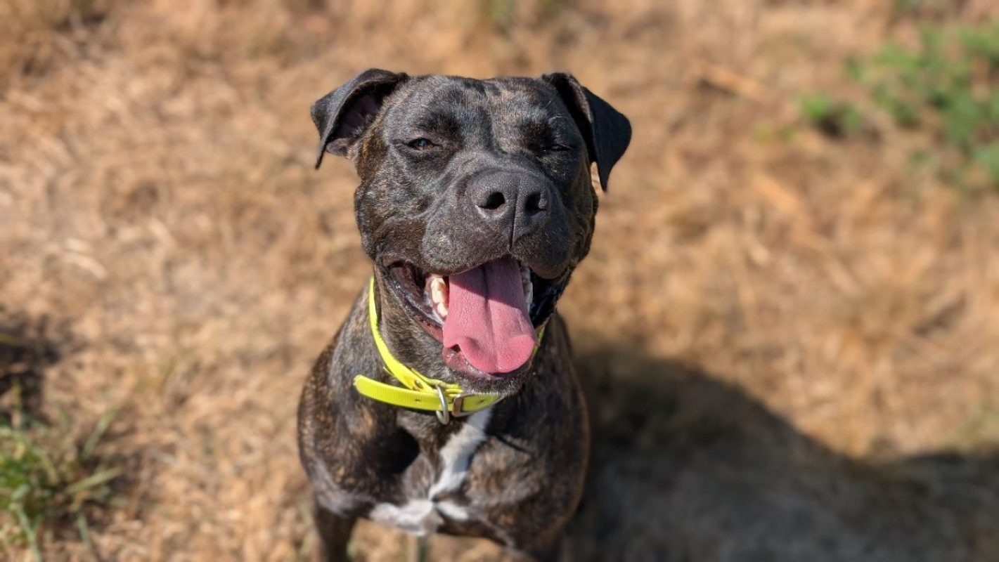 Tina - Chien Bouledogue Américain à adopter - photo 2