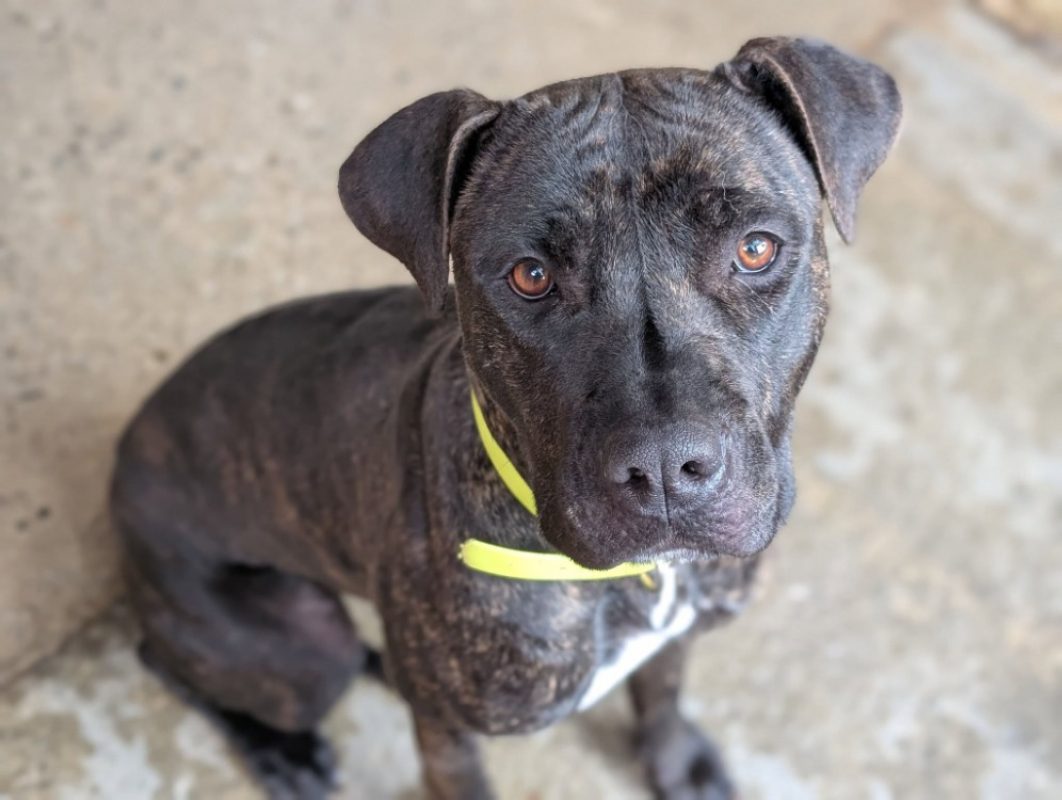 Tina - Chien Bouledogue Américain à adopter - photo 4