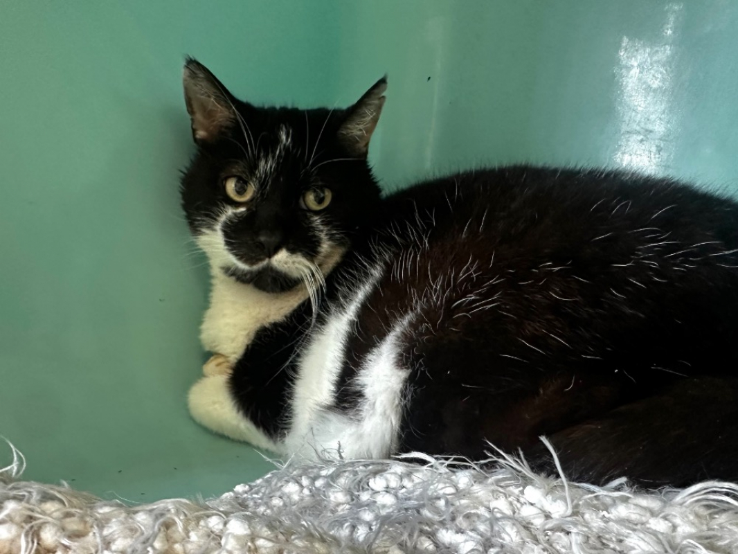 Photo #1 de Jonquille