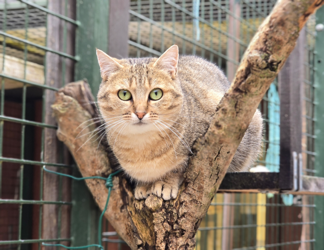 Photo #2 de Clochette