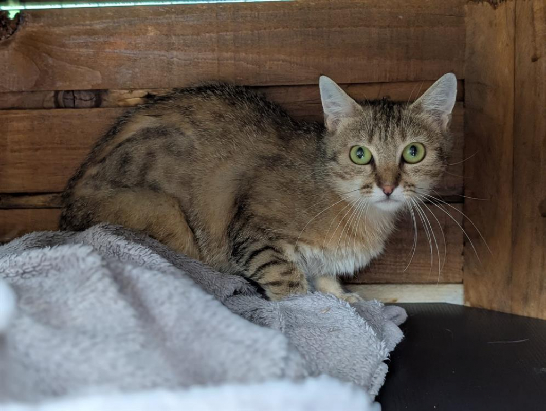 Photo #3 de Clochette