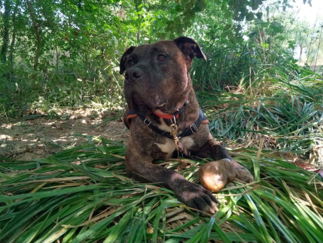 Barry - Chien Dogo Canario à adopter