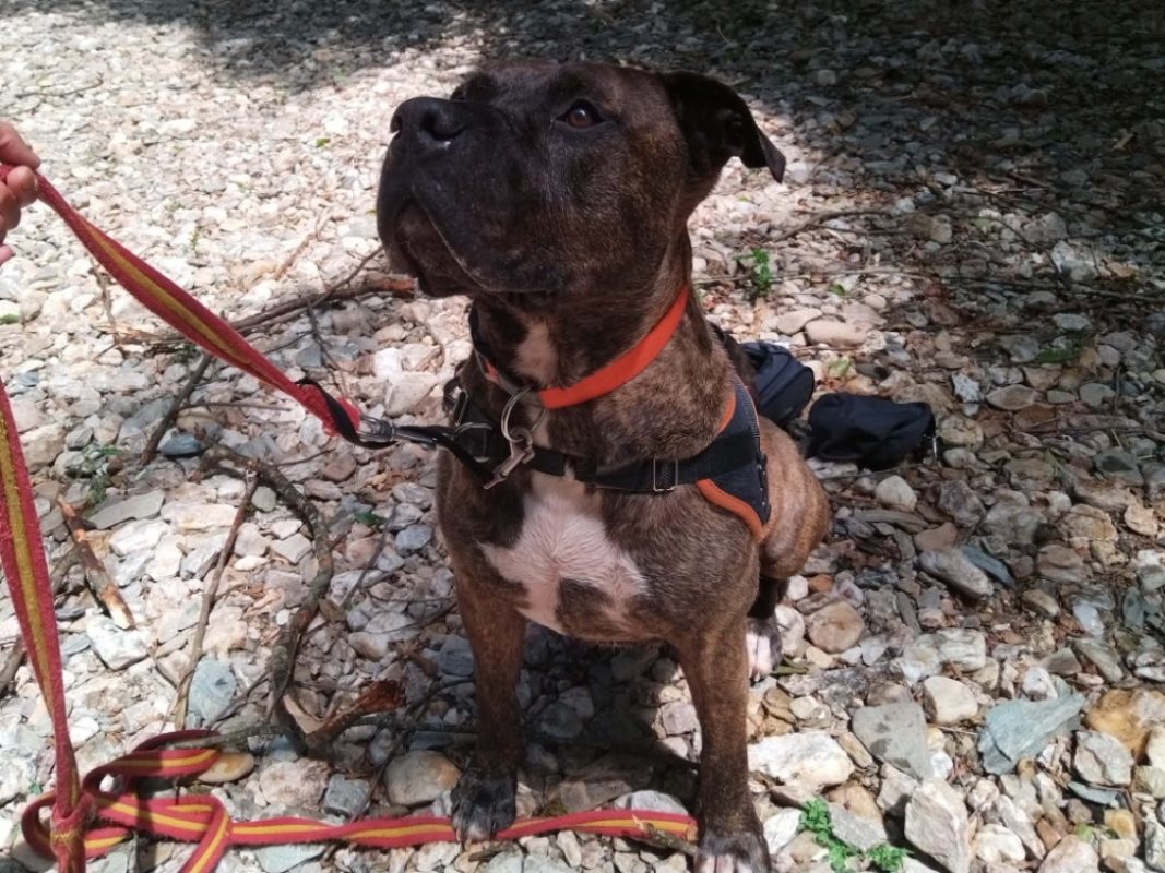 Barry - Chien Dogo Canario à adopter - photo 2
