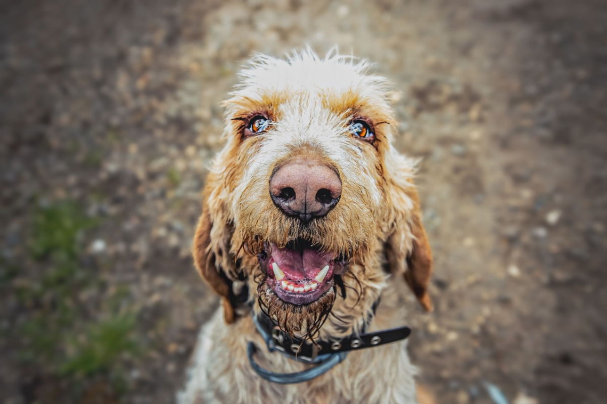 Photo #1 de Broussaille