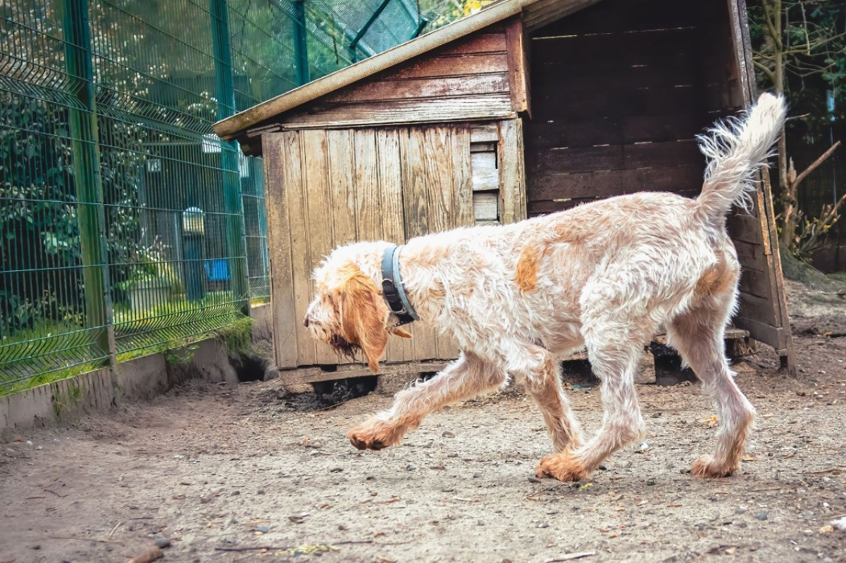 Photo #2 de Broussaille