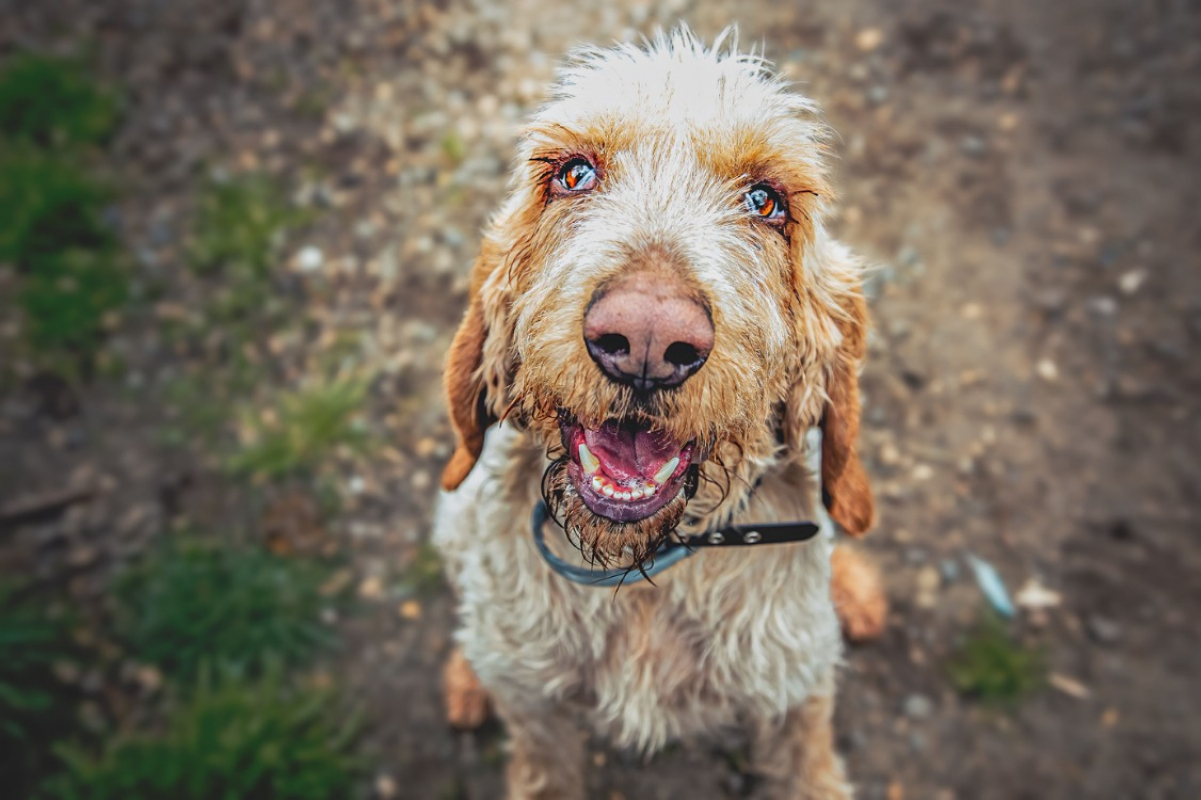 Photo #4 de Broussaille