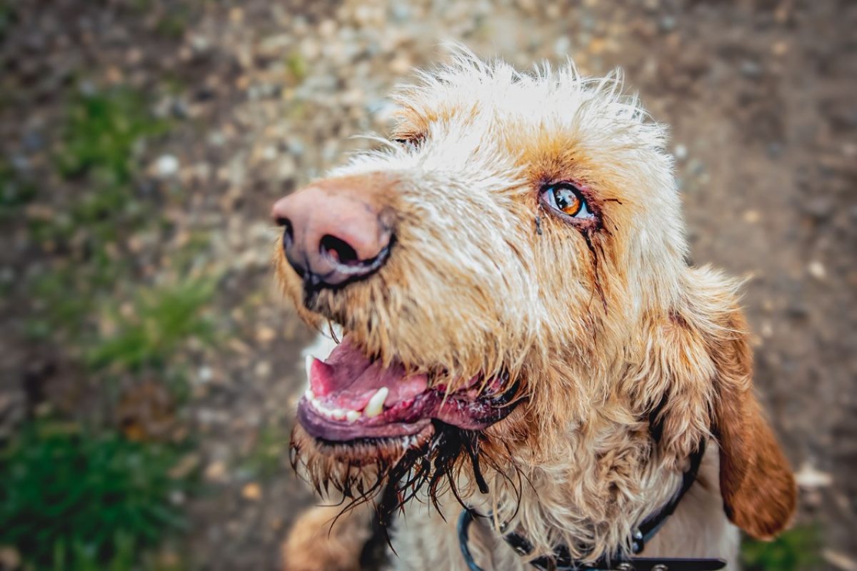 Broussaille - Chien Briquet Griffon Vendéen à adopter