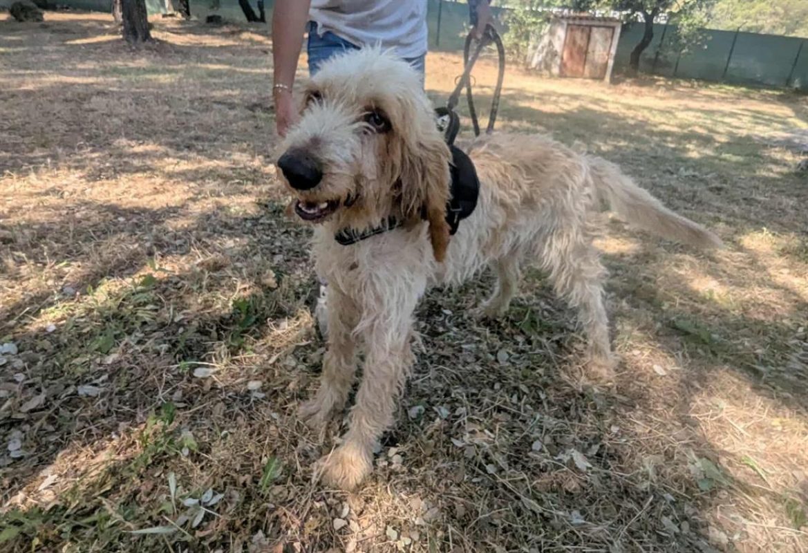 Broussaille - Chien Briquet Griffon Vendéen à adopter - photo 2