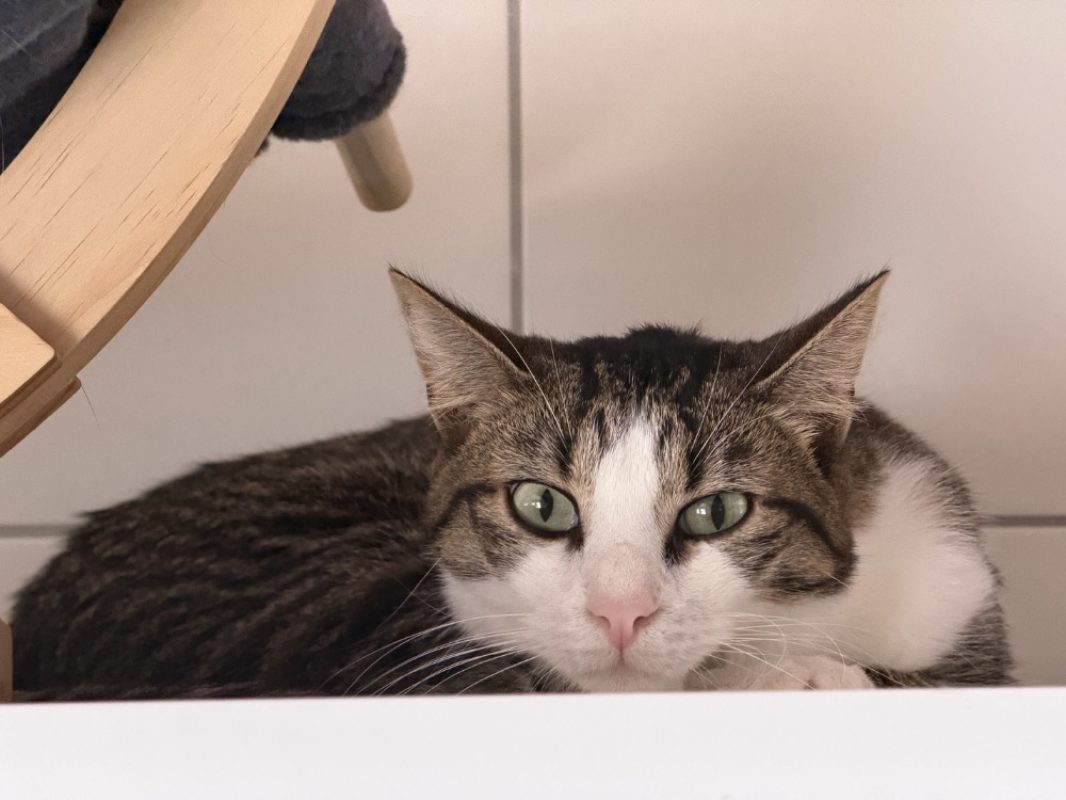 Mitaine - Chat Européen à adopter