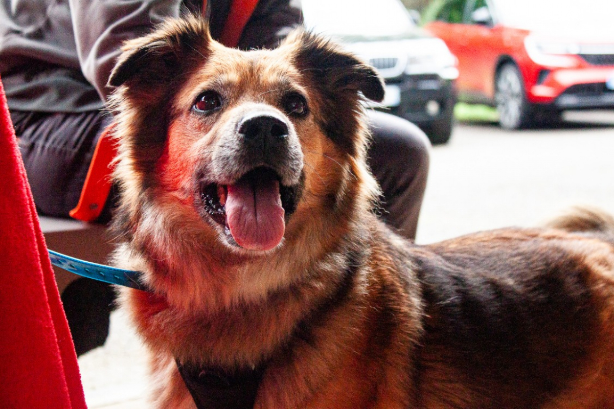 Photo #1 de Nala