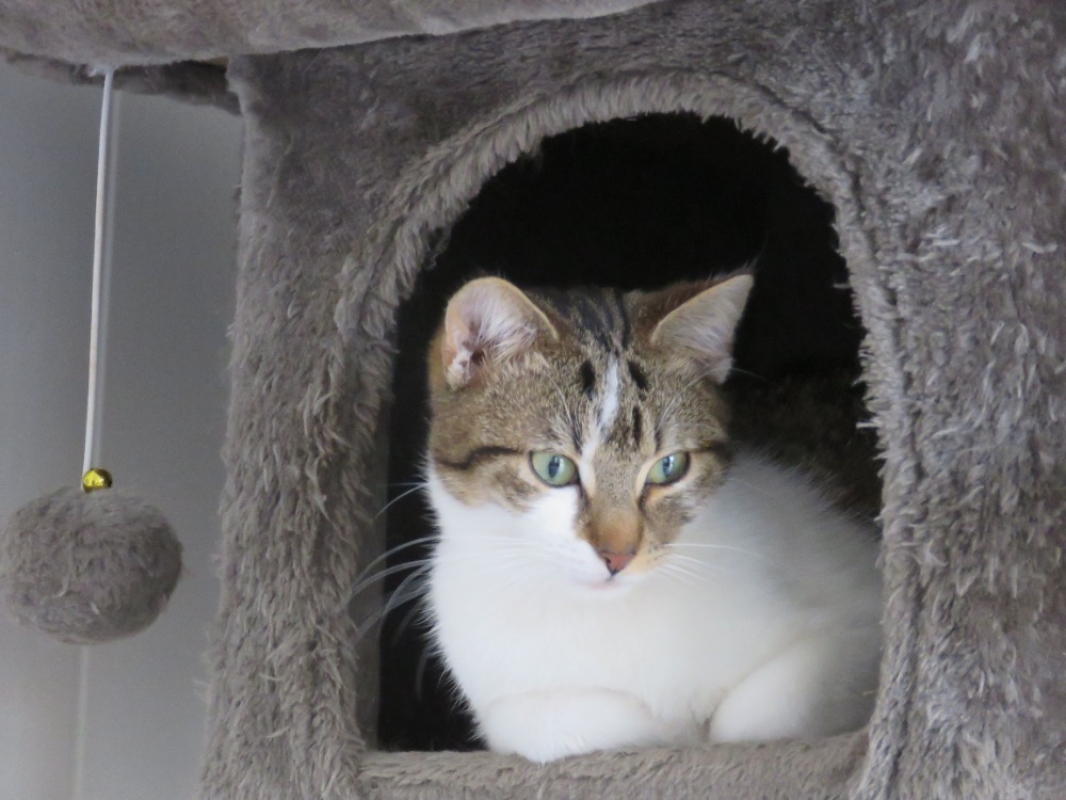 Photo #1 de Arlington