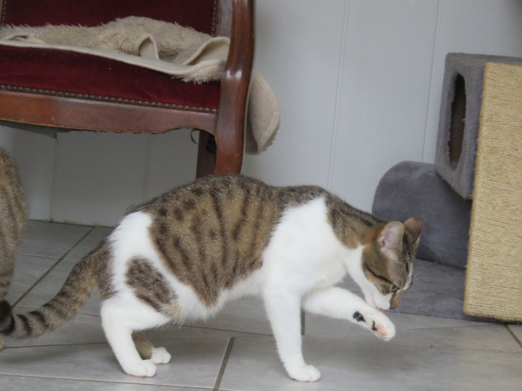 Photo #2 de Arlington