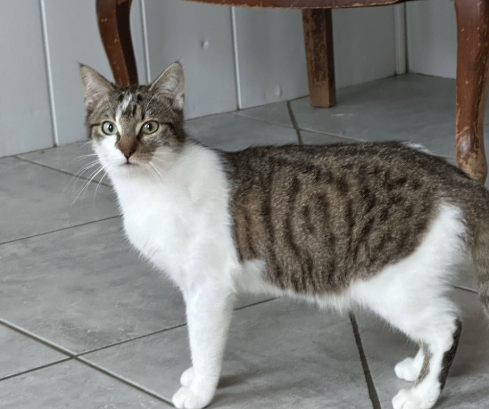 Photo #3 de Arlington