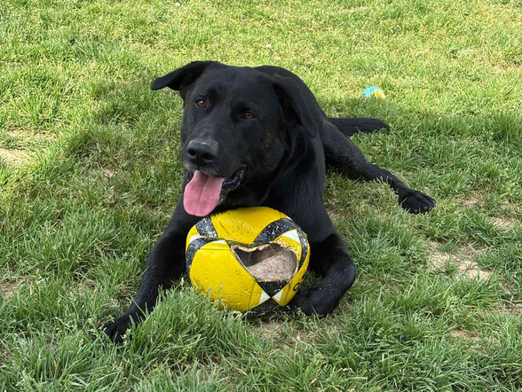 Photo de Samba promis