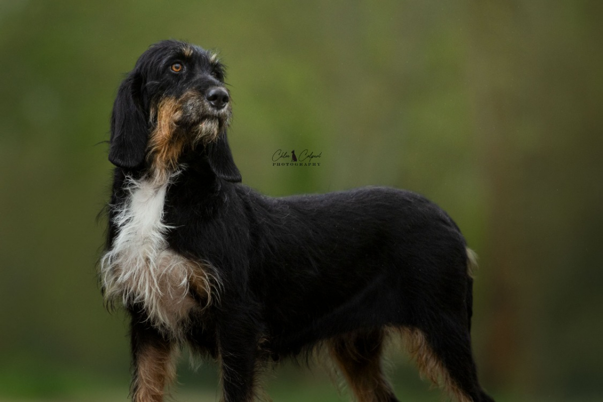 Photo #1 de Tika