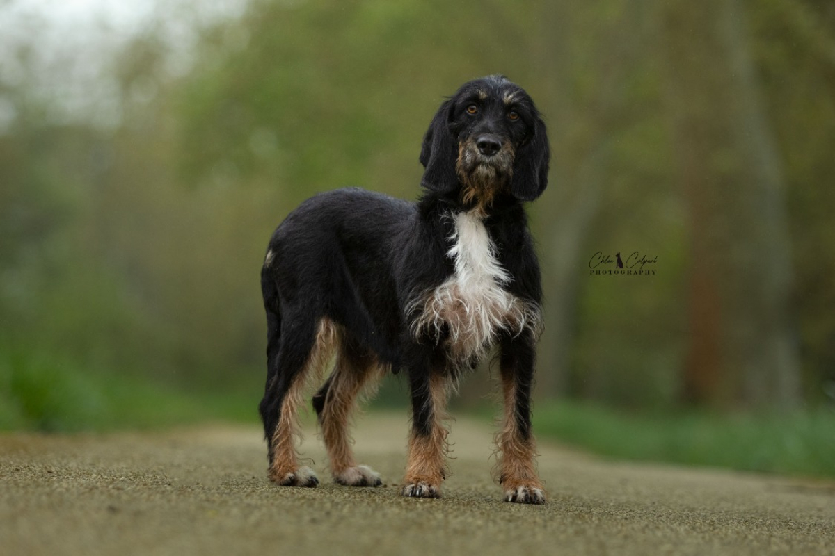 Photo #2 de Tika