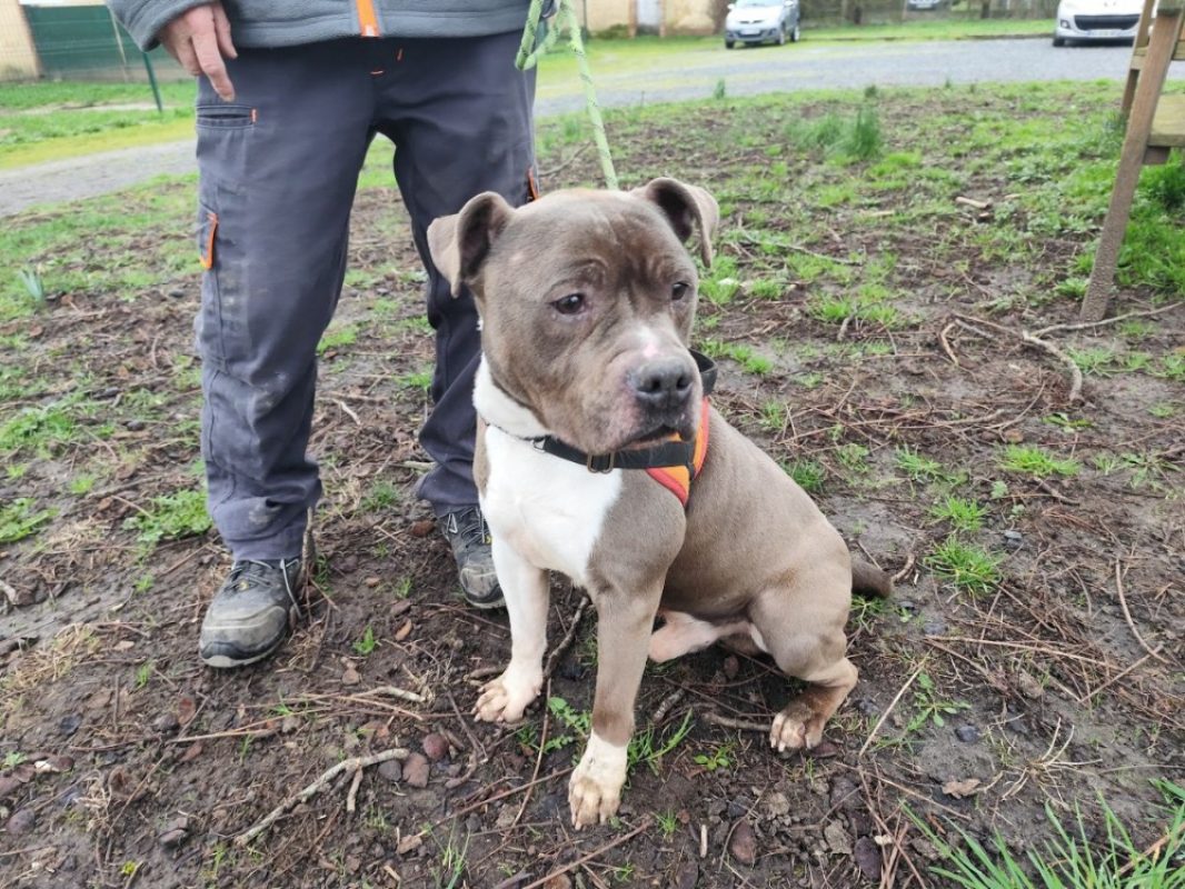 Popa - Chien à adopter