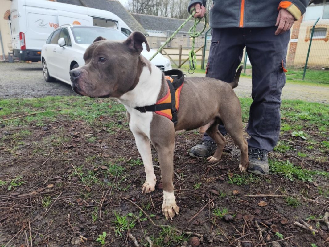 Popa - Chien à adopter - photo 2