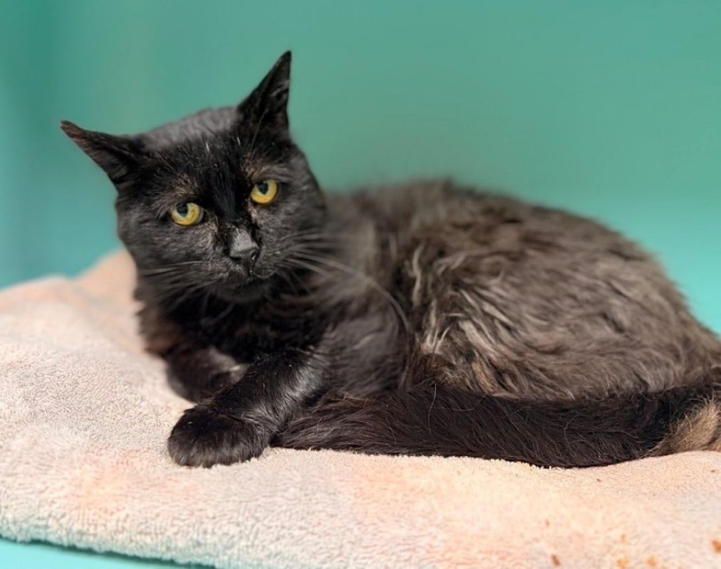 Joey - Chat Européen à adopter