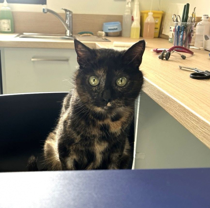 Photo #2 de MYSTIQUE