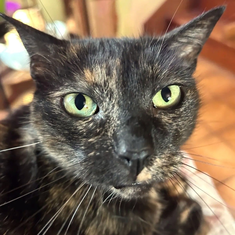 Photo #3 de MYSTIQUE