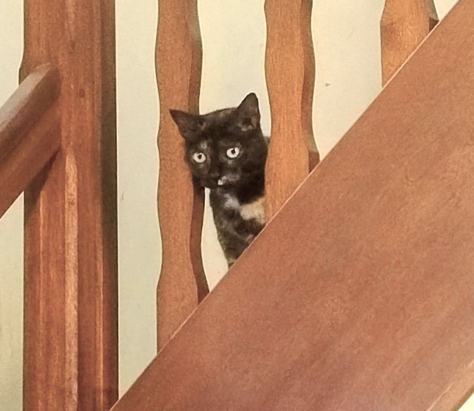 Photo #4 de MYSTIQUE