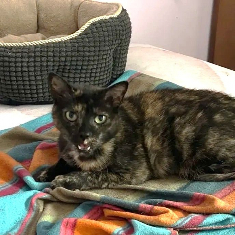 Photo #5 de MYSTIQUE