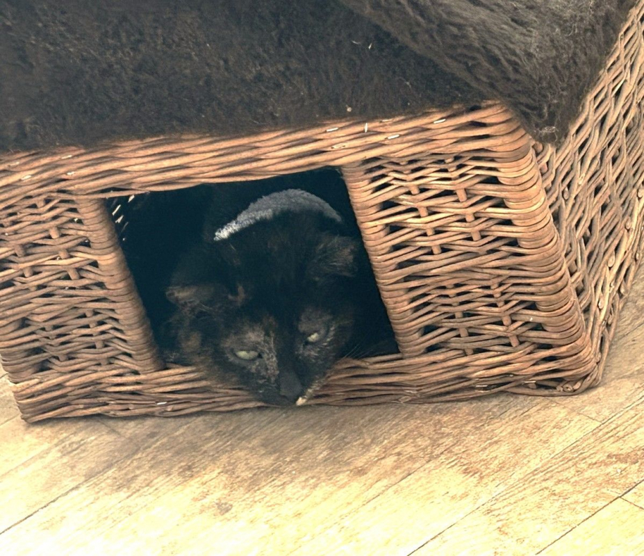 Photo #6 de MYSTIQUE