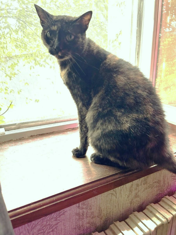 Photo #7 de MYSTIQUE