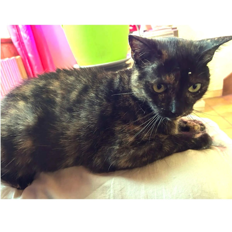 Photo #8 de MYSTIQUE