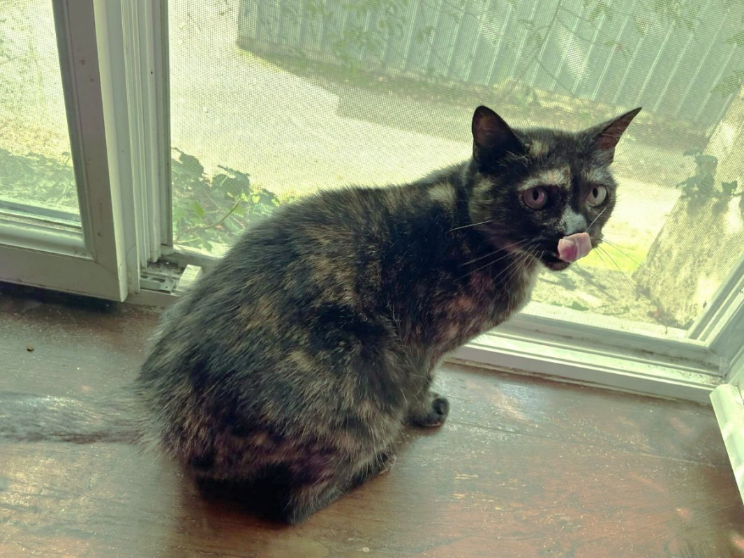 Photo #9 de MYSTIQUE