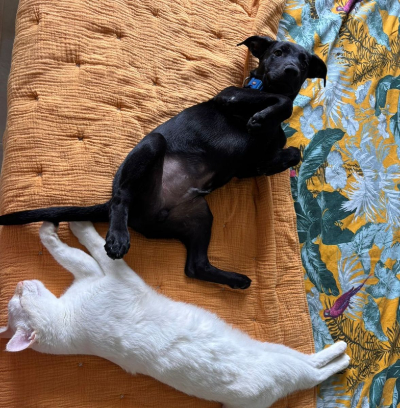 Photo #1 de LOCKY, Chiot mâle Croisé Labrador