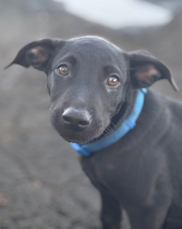 Photo #2 de LOCKY, Chiot mâle Croisé Labrador