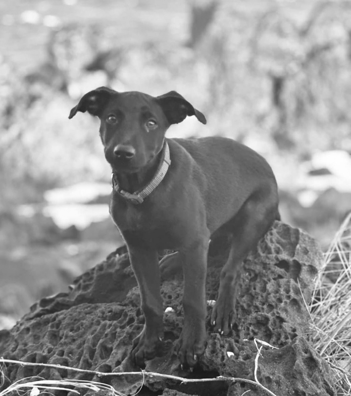 Photo #3 de LOCKY, Chiot mâle Croisé Labrador