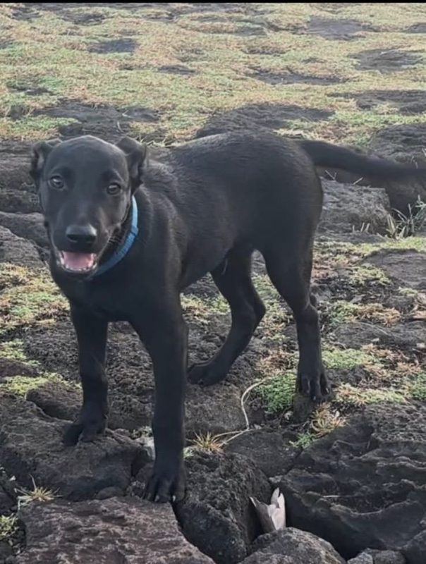 Photo #5 de LOCKY, Chiot mâle Croisé Labrador