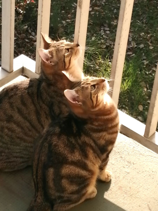 Photo #1 de FARYE et RASTA