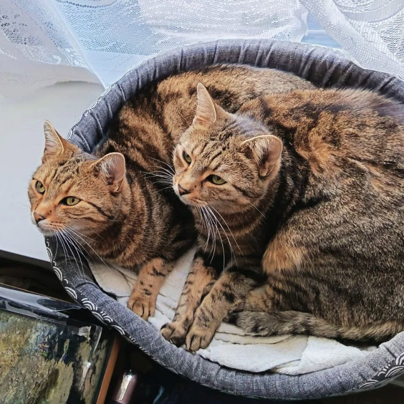 Photo #3 de FARYE et RASTA