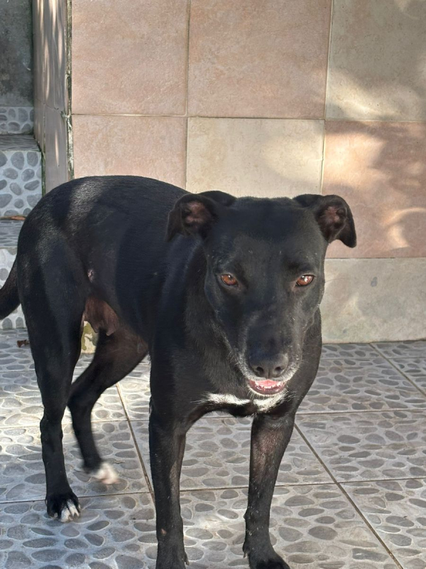 Photo #2 de NALLA, Femelle Croisée Labrador